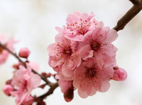 美人梅几月开花（观赏美人梅花期简介）