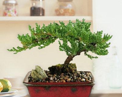 地柏盆景怎么养(地柏盆景养护知识)