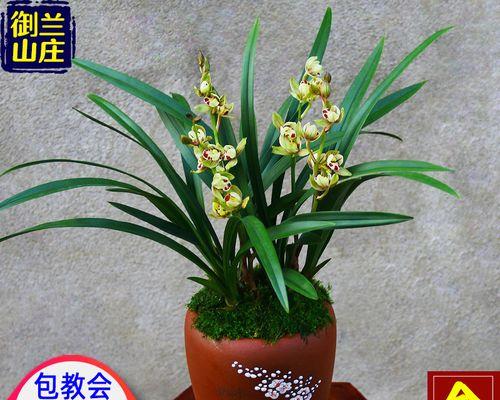 怎样种植兰花（兰花的栽培技术与管理）