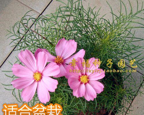 波斯菊花种子怎么种（波斯菊的种植和养护）