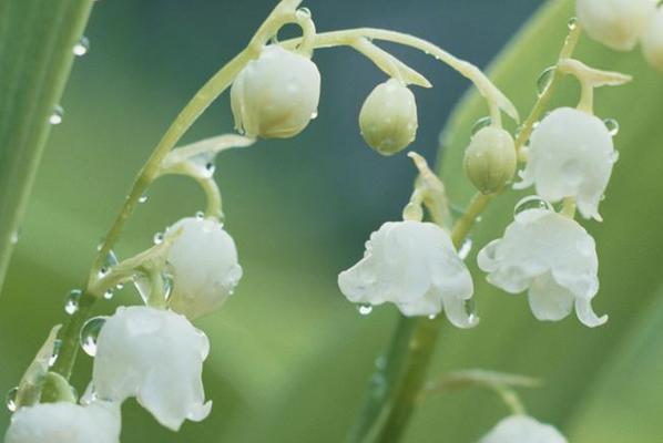 铃兰花的种植方法（铃兰花的繁殖方法和时间）