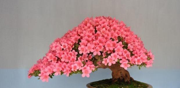 杜鹃花盆景怎么养家庭养法（杜鹃花盆景的养护方法）