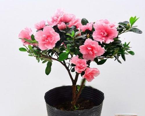 杜鹃花盆景怎么养家庭养法（杜鹃花盆景的养护方法）