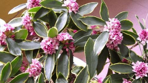 瑞香花怎么养（瑞香花的养殖方法及注意事项）
