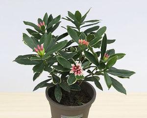 瑞香花怎么养（瑞香花的养殖方法及注意事项）