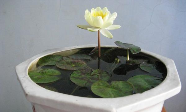 睡莲怎么养殖的方法（教你睡莲正确养法）