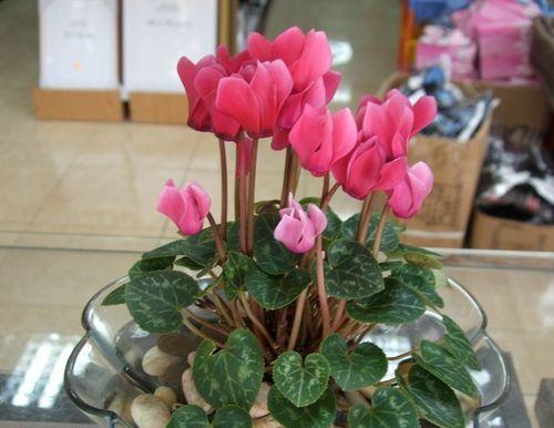 仙客来的养殖方法和注意事项（栽培仙客来的管理要点）