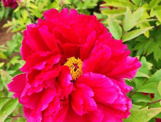 牡丹花品种有哪些（盘点看的牡丹花种类）