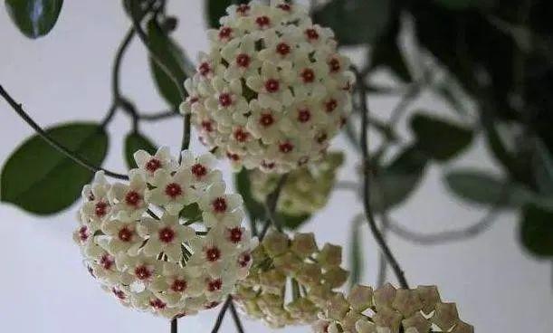 球兰花怎样才能养才开花（球兰花的养殖方法讲解）