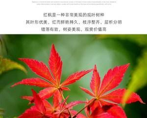 红枫怎么养殖方法（盆栽红枫的养护知识）