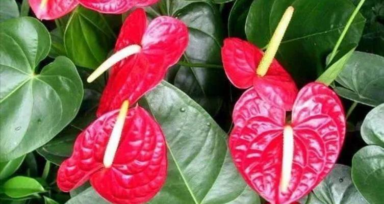 火鹤花的养殖方法（养火鹤花的注意事项）