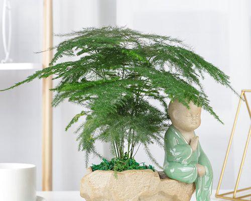 文竹盆景怎么养（文竹盆景的养殖方法和注意事项）
