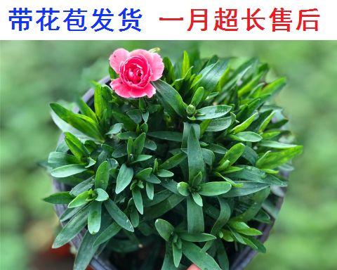 适合室内长期养的花卉有哪些（室内养花大全）
