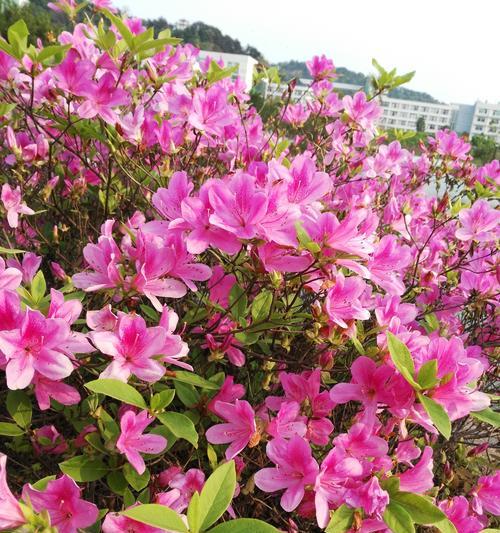 花朵的象征意义（每朵花都代表一个特殊的含义）