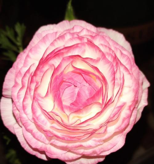 花朵的象征意义（每朵花都代表一个特殊的含义）