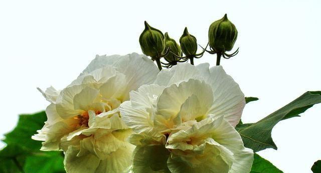 木芙蓉之美——花语的解读（探寻木芙蓉的花语之谜）