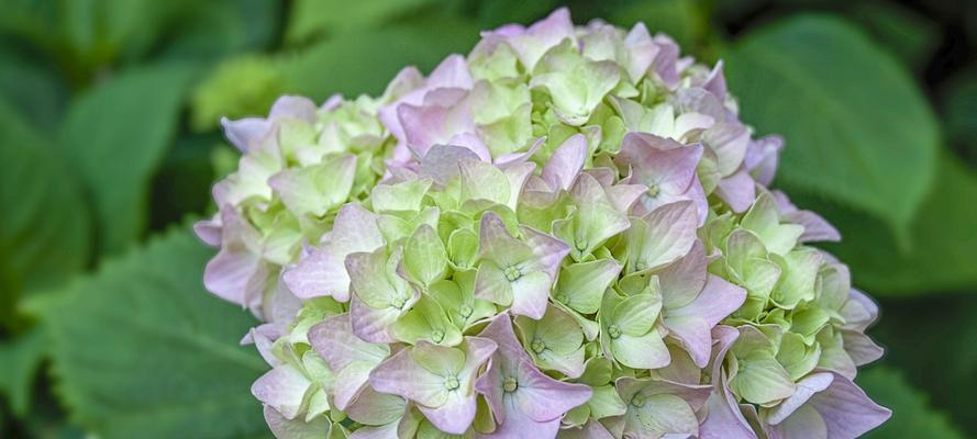 实现愿望的花语——向日葵（阳光带来的祝福与梦想之花）