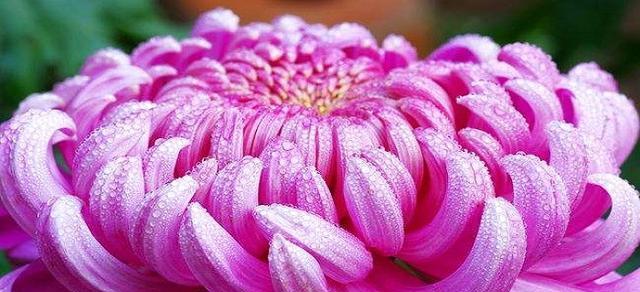 以蔷薇花的花语最特别（蔷薇花的奇妙花语及其象征的意义）