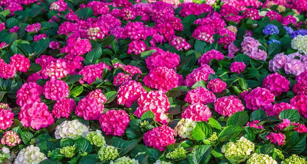 探寻八仙花的花语与寓意（美丽绽放的花海）