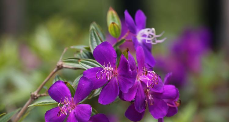 巴西野牡丹花语（探寻巴西野牡丹的花语与文化意义）