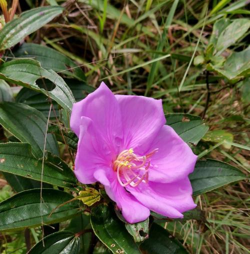 巴西野牡丹花语（探寻巴西野牡丹的花语与文化意义）
