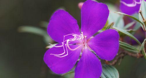 野牡丹花语（探寻野牡丹花语的深意）