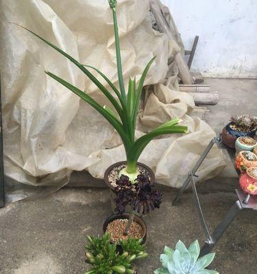 白花虎眼万年青（白花虎眼万年青的花语解析及象征意义）
