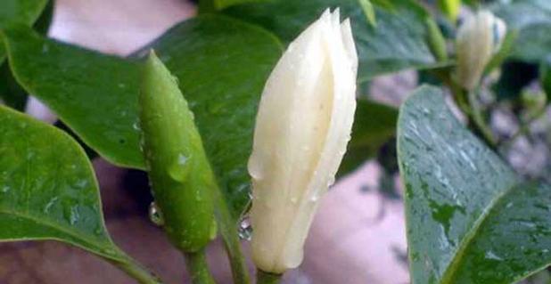 白兰花（揭示白兰花的花语与涵义）