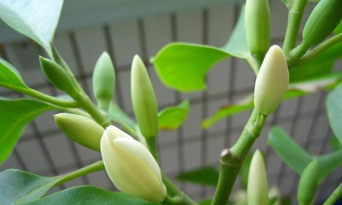 白兰花（揭示白兰花的花语与涵义）
