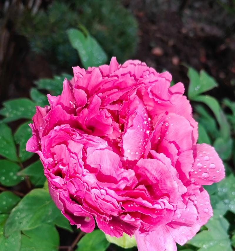 牡丹之美（傲视群芳的皇室之花与热烈的爱情之花）