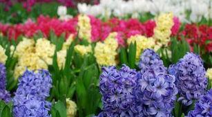 白色风信子花语（探索白色风信子所传达的花语）