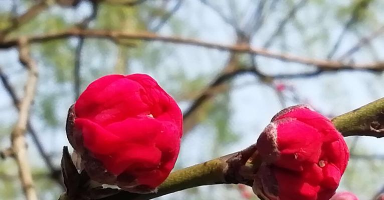 白色桃花的花语（寓意纯洁与希望的桃花）