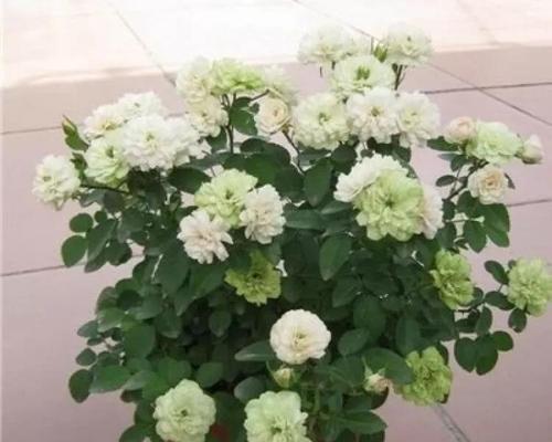 白色月季的花语（探寻白色月季花语的深层内涵）