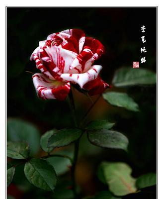 白色月季的花语（探寻白色月季花语的深层内涵）