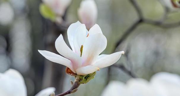 白玉兰花的象征意义及文化价值（白玉兰花——纯洁）