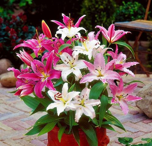 百合花传说与花语之谜(百合花的传说及其意义解读)