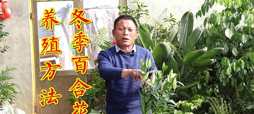 百合花养护全攻略（培养美丽百合花的关键要点和注意事项）