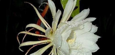 昙花迷人之意境（探寻不同昙花的独特含义）