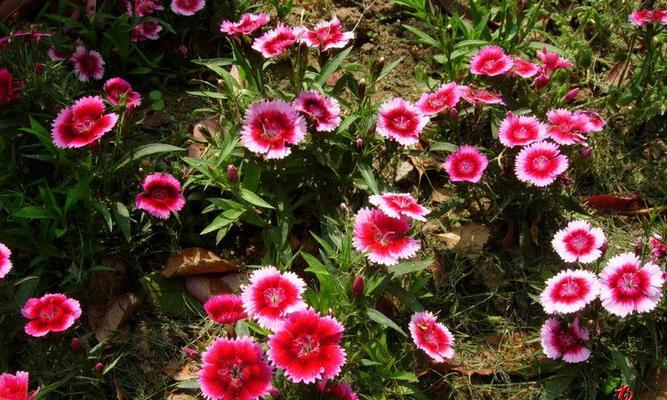 常夏石竹花语（披荆斩棘）