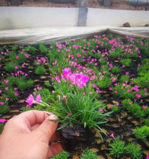 常夏石竹花语（披荆斩棘）