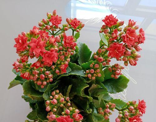 宫灯长寿花（祈愿长寿的宫灯长寿花）