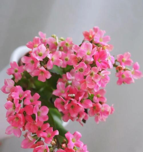 长寿花的多彩寓意（以颜色解读长寿花的吉祥含义）