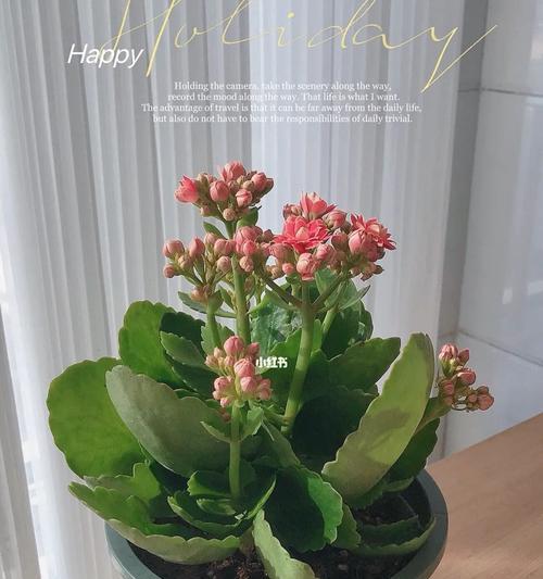 长寿花的多彩寓意（以颜色解读长寿花的吉祥含义）