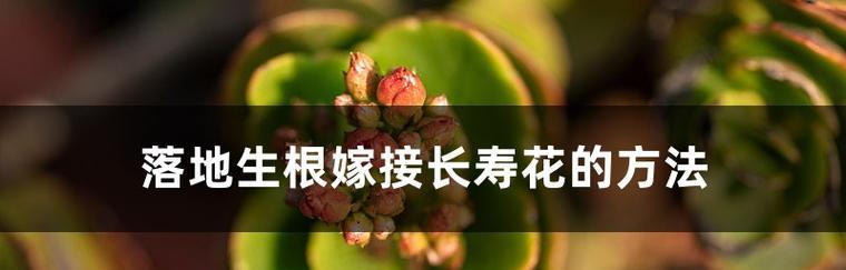 以长寿花语落地生根的区别（揭秘长寿花语的奥秘及其独特之处）