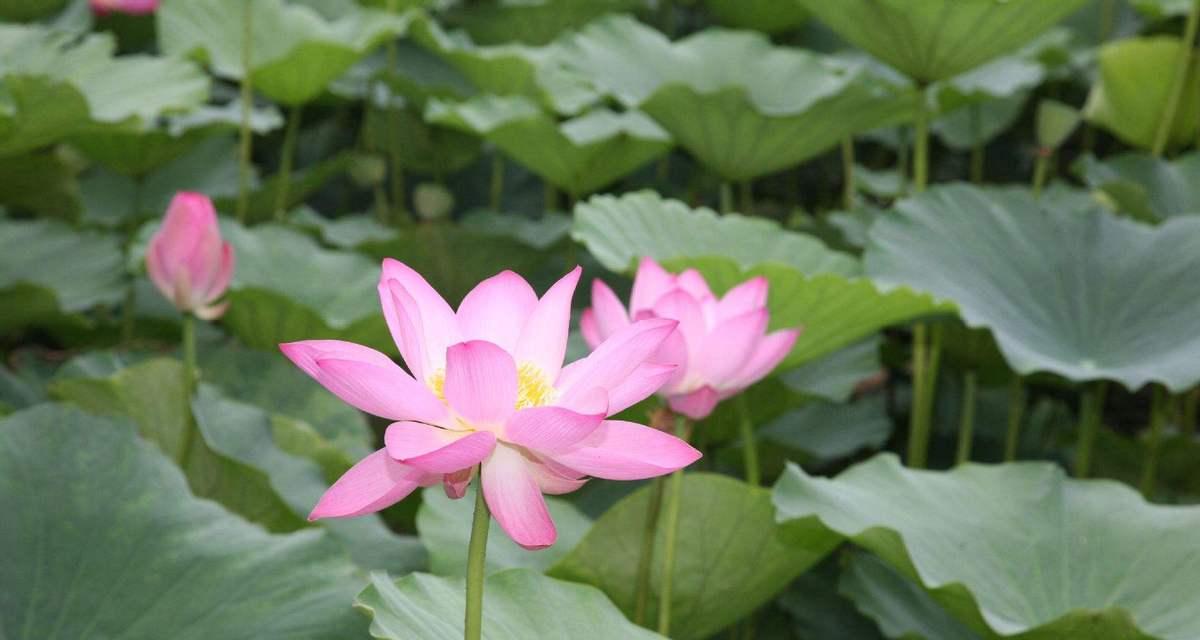 窗前荷花（欣赏自然之美）