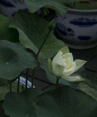 窗前荷花（欣赏自然之美）