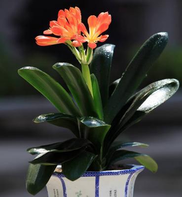 大花君子兰花语（用大花君子兰诉说生活情感）