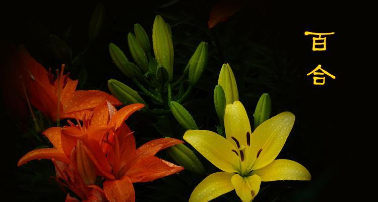 灯台百合花语（以灯台百合为媒介）