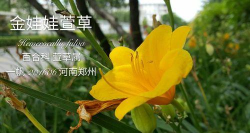 地奥铁兰花语（探秘地奥铁兰花的花语及其象征意义）