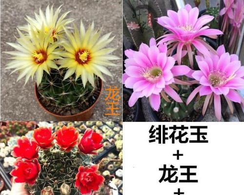 多肉紫牡丹花语（探索多肉紫牡丹的花语和象征意义）